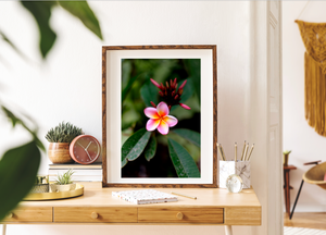 Forever Summer Sunset Pink Frangipani • Photography Print