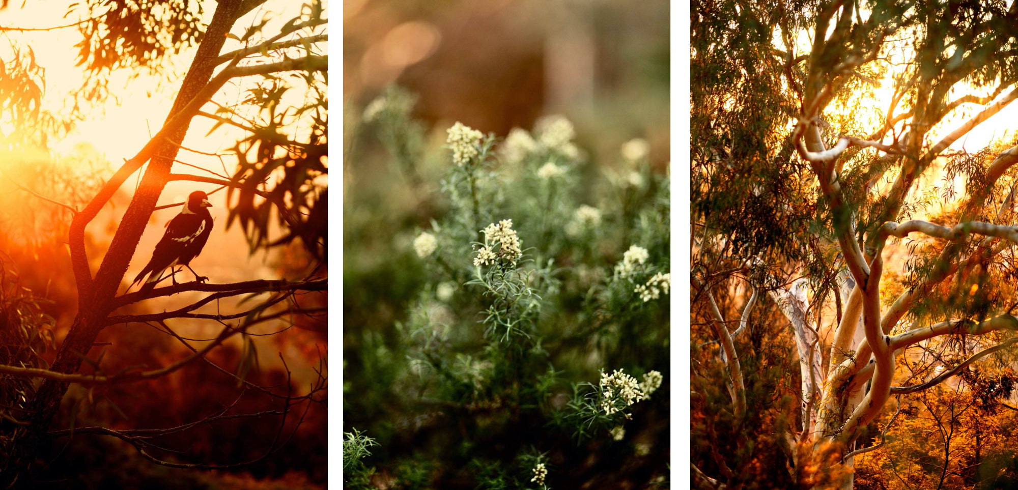 Into The Bush • Canberra Australia • Set of Three Mt Ainslie Modern Australiana Photography Prints