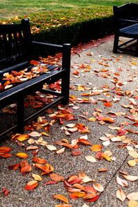 Canberra in Autumn • Old Parliament House Gardens • Set of Three Photography Prints