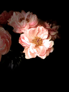 Blush • Nº 2 Florescence Collection • Peony Flower Fine Art Photography