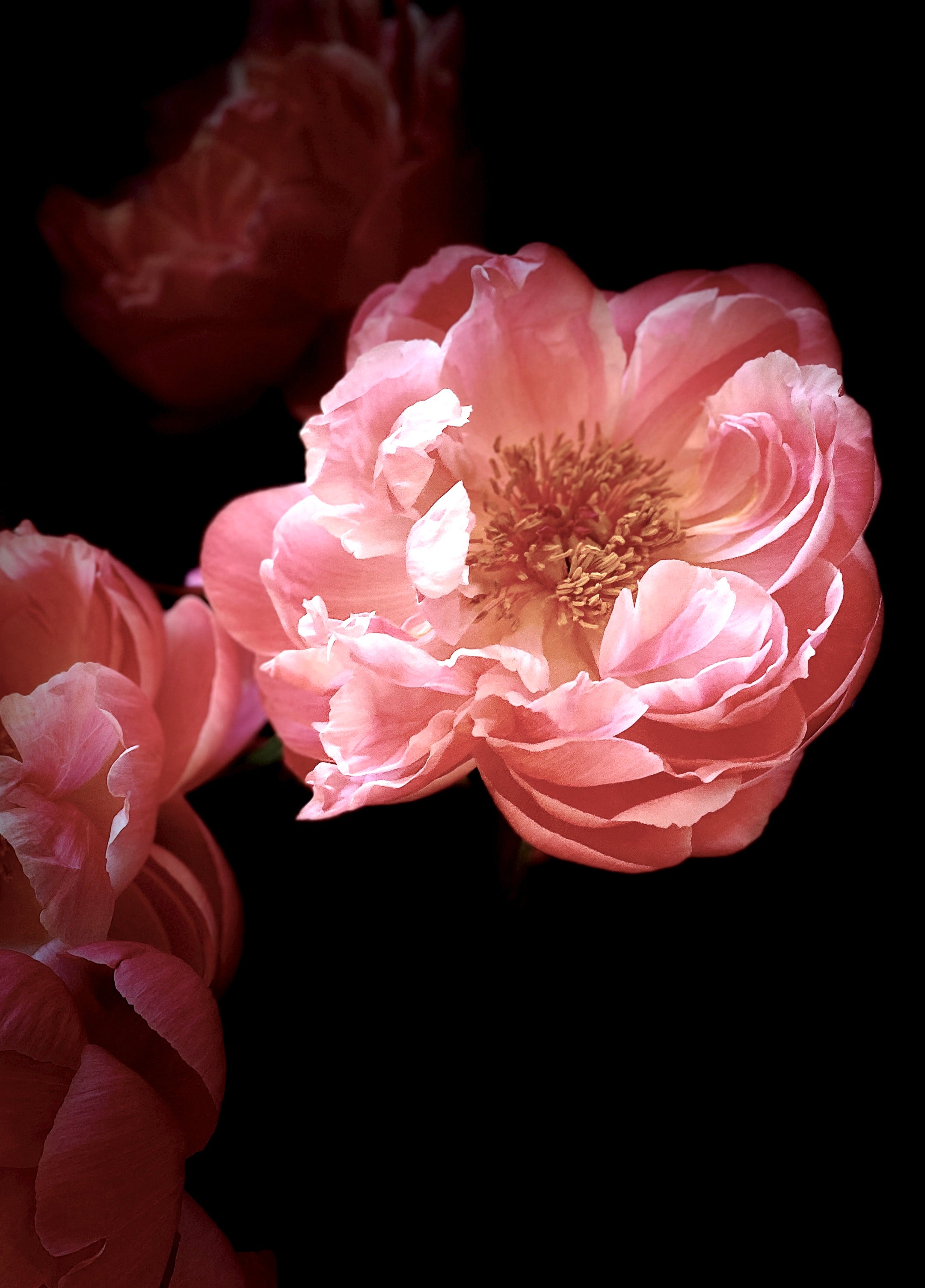 Fleur • Nº 3 Florescence Collection • Peony Flower Fine Art Photography