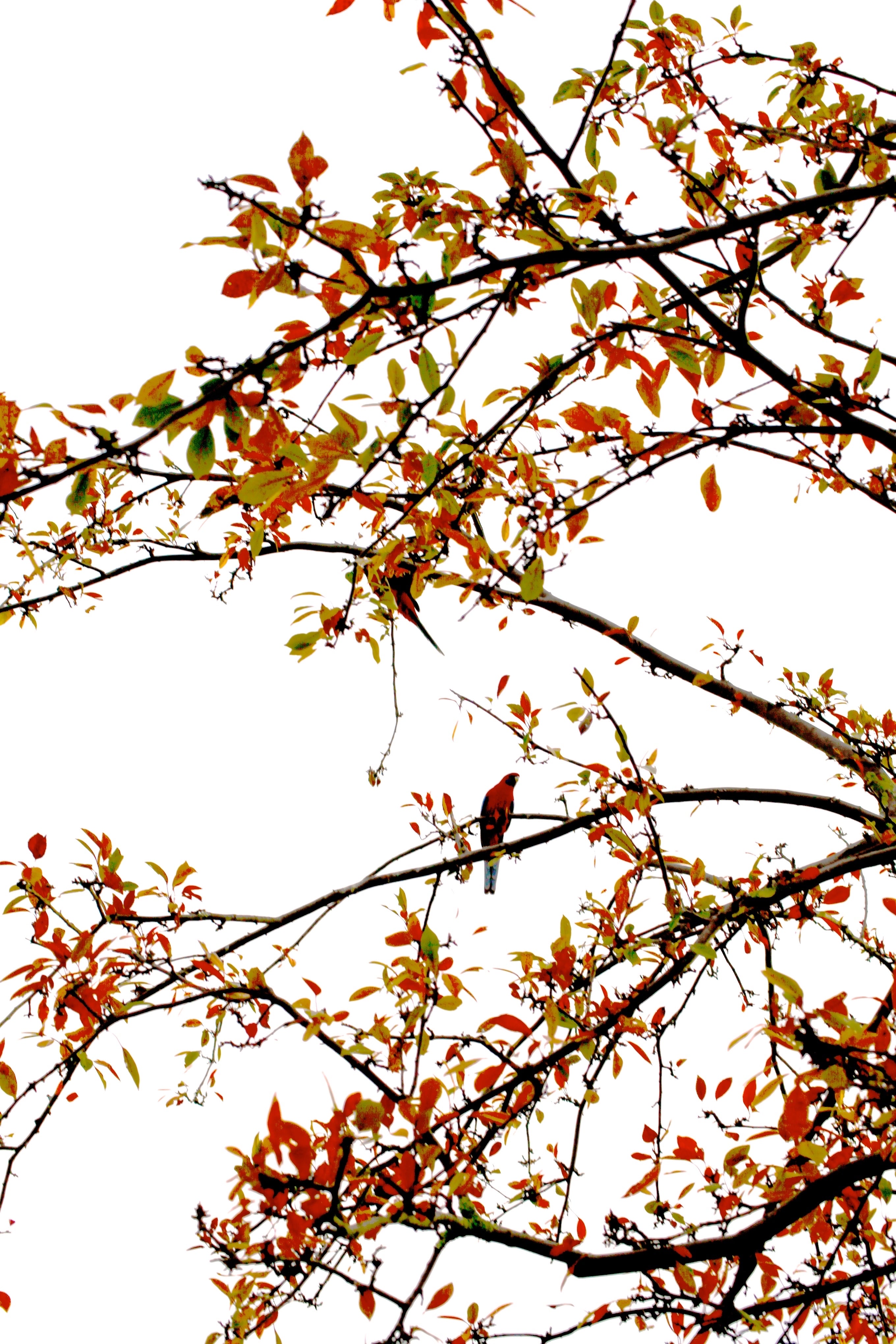 Canberra in Autumn • Old Parliament House Gardens • Set of Three Photography Prints