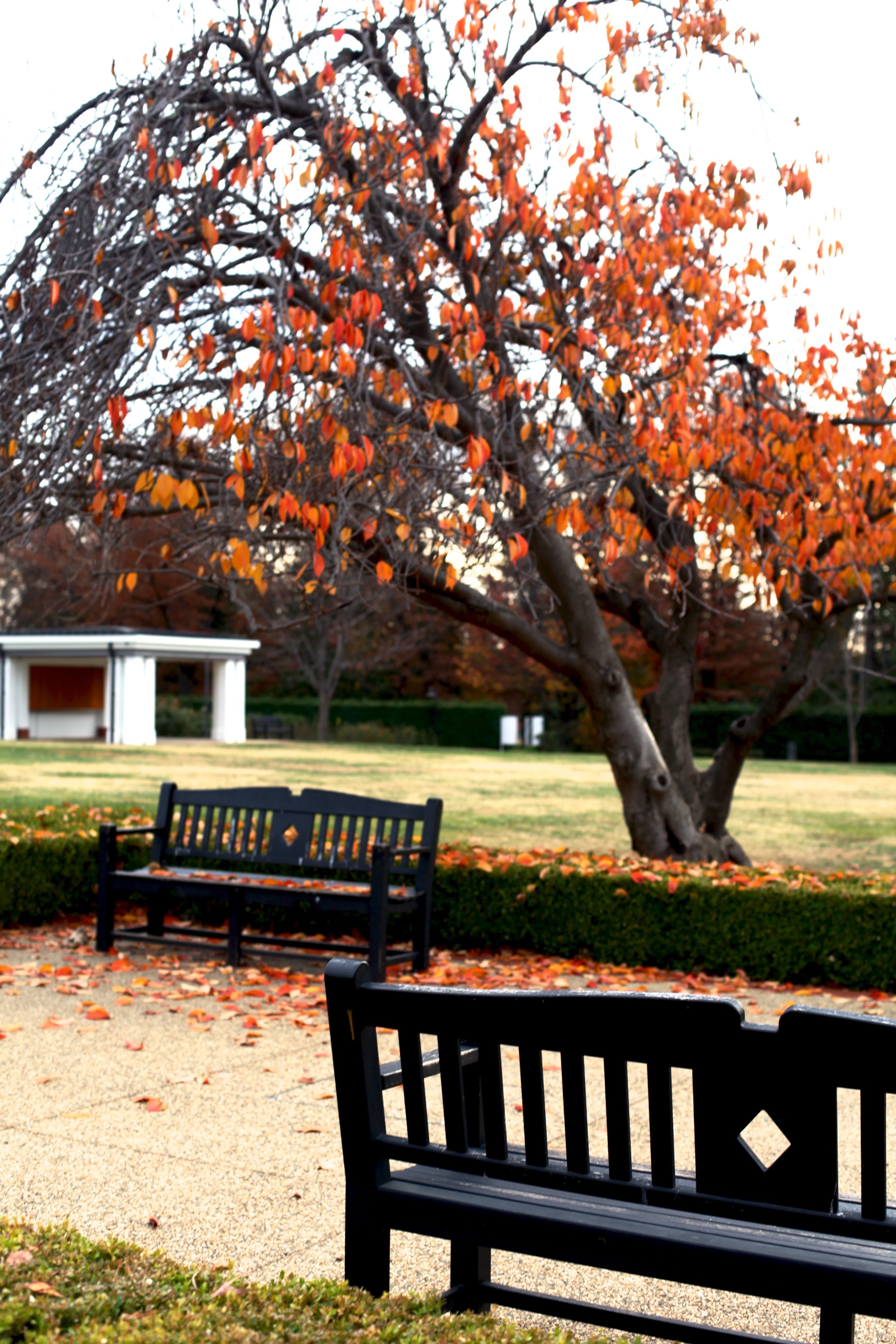 Canberra in Autumn • Old Parliament House Gardens • Set of Three Photography Prints