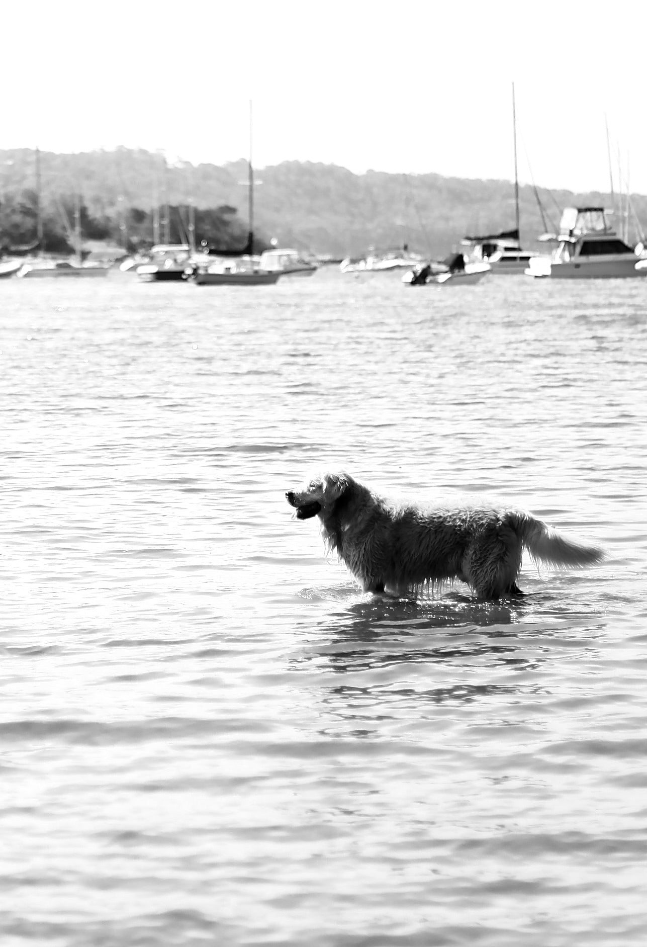 Sandy Paws, Salty Fur • Golden Retriever Sydney Photography Print