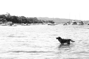 Sandy Paws, Salty Fur • Golden Retriever Sydney Photography Print