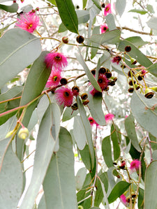 Flowering Gums • Set of Three Australian Native Pink Eucalyptus Botanical Art Photography Prints