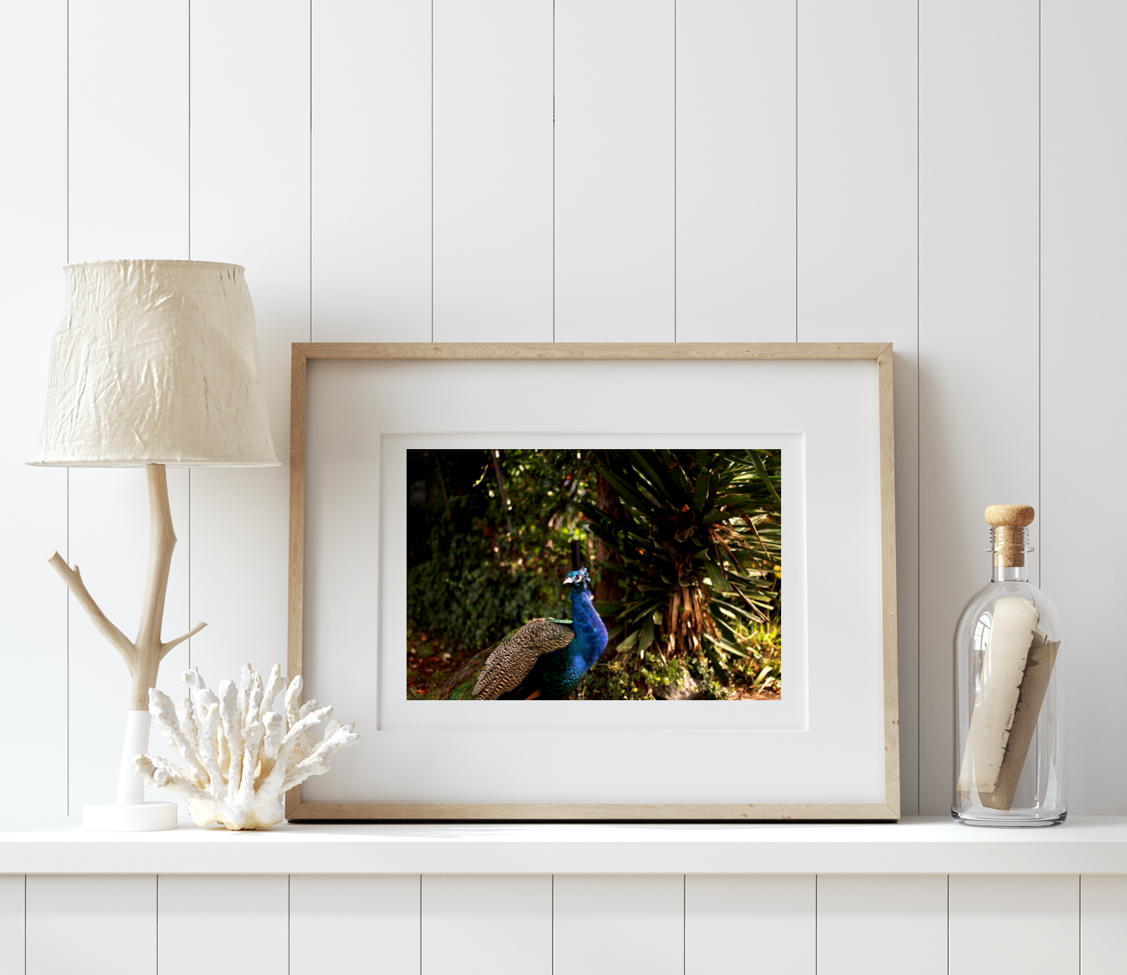 Iridescent Peacock Nº 4 • Fine Photography Print