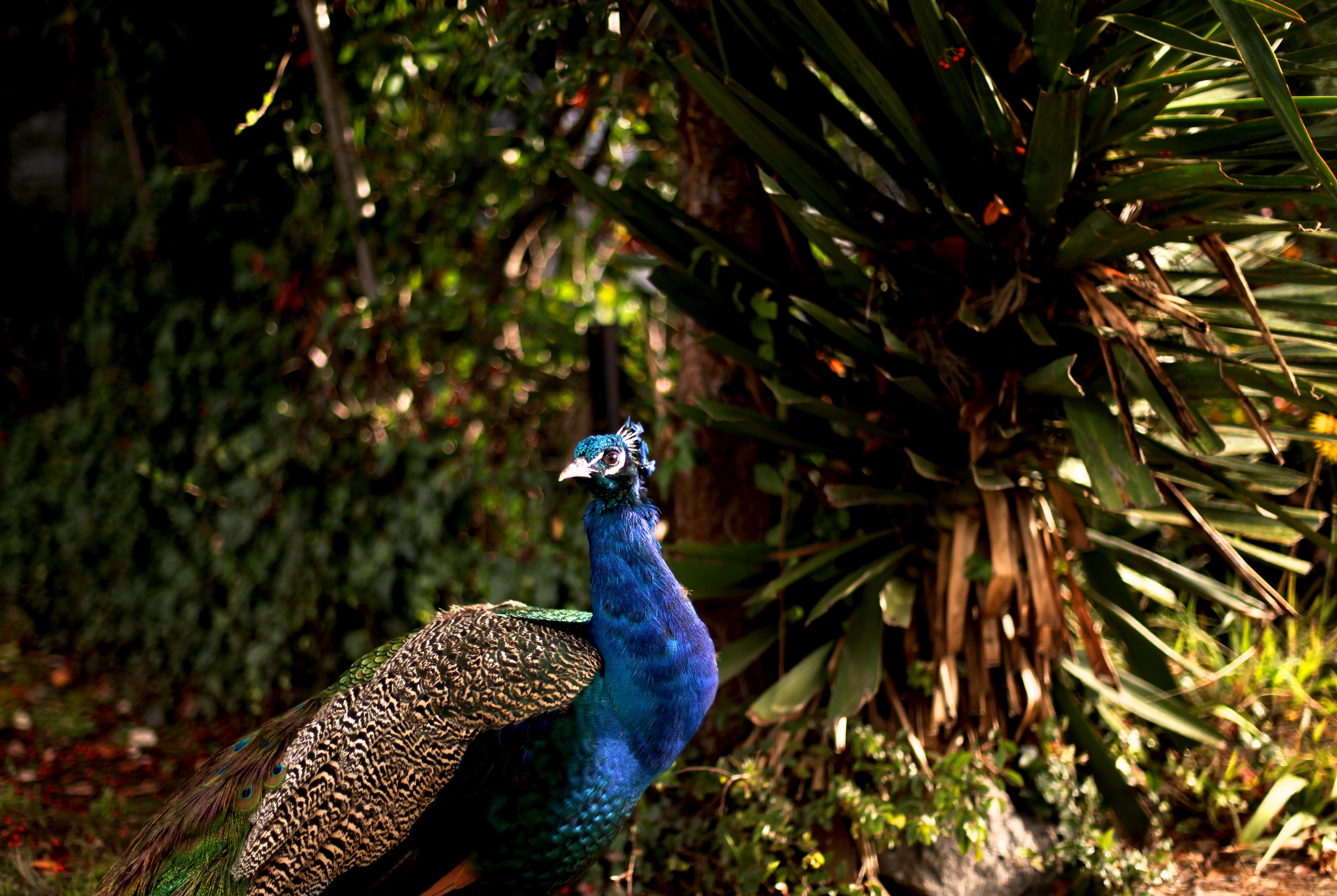 Iridescent Peacock Nº 4 • Fine Photography Print