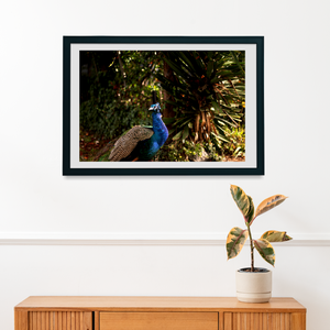 Iridescent Peacock Nº 4 • Fine Photography Print