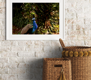 Iridescent Peacock Nº 4 • Fine Photography Print