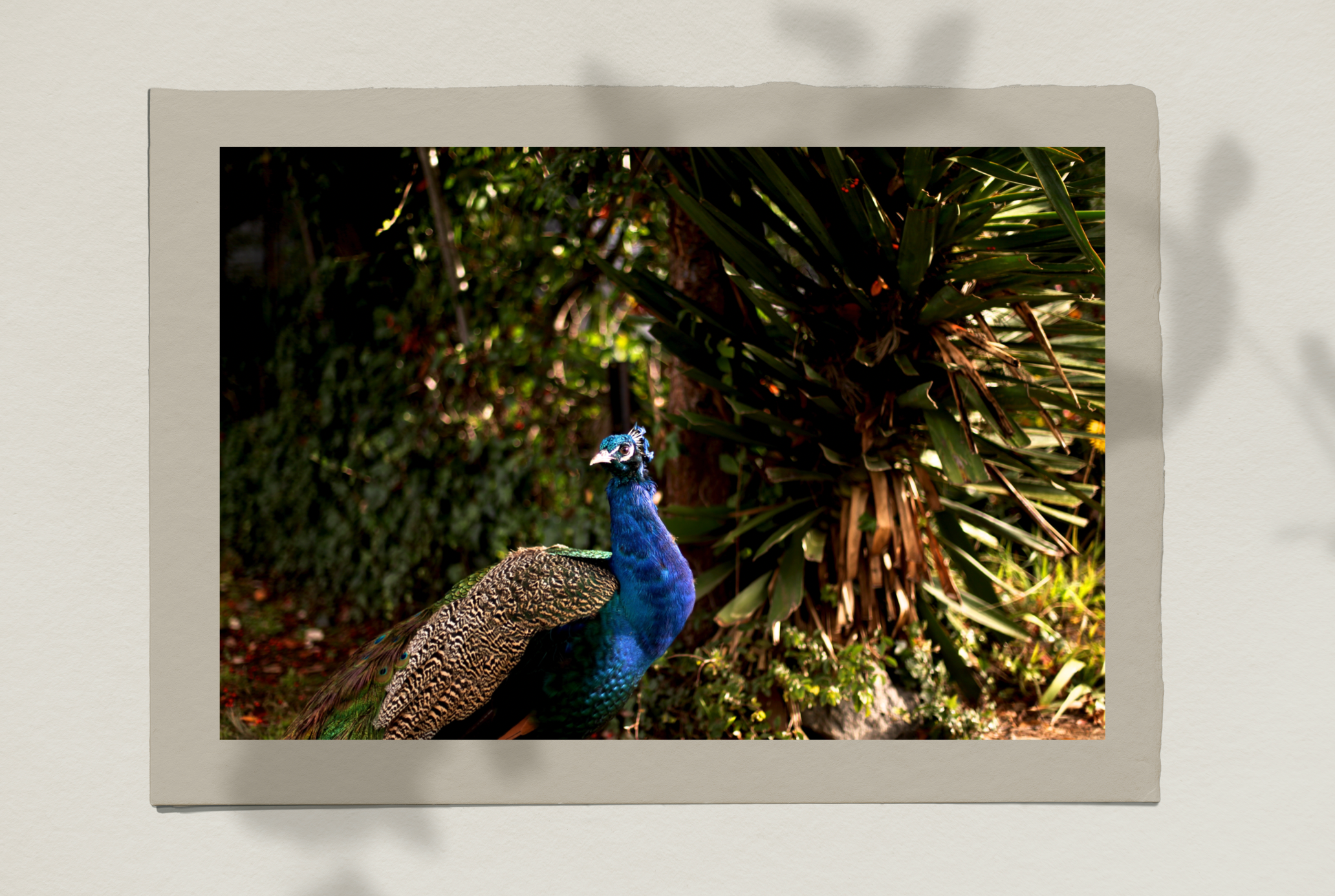 Iridescent Peacock Nº 4 • Fine Photography Print