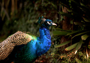 Iridescent Peacock Nº 5 • Fine Photography Print