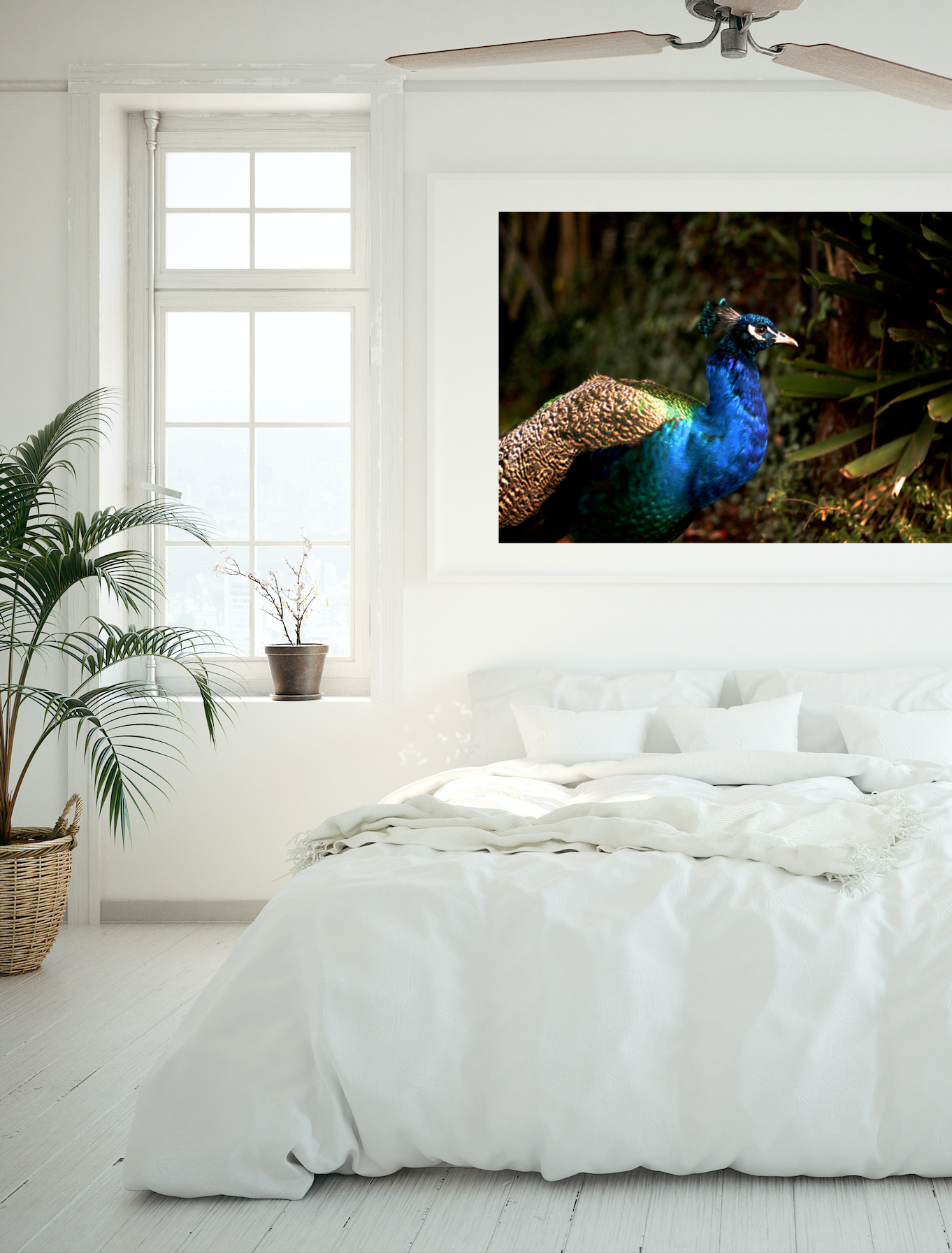 Iridescent Peacock Nº 5 • Fine Photography Print