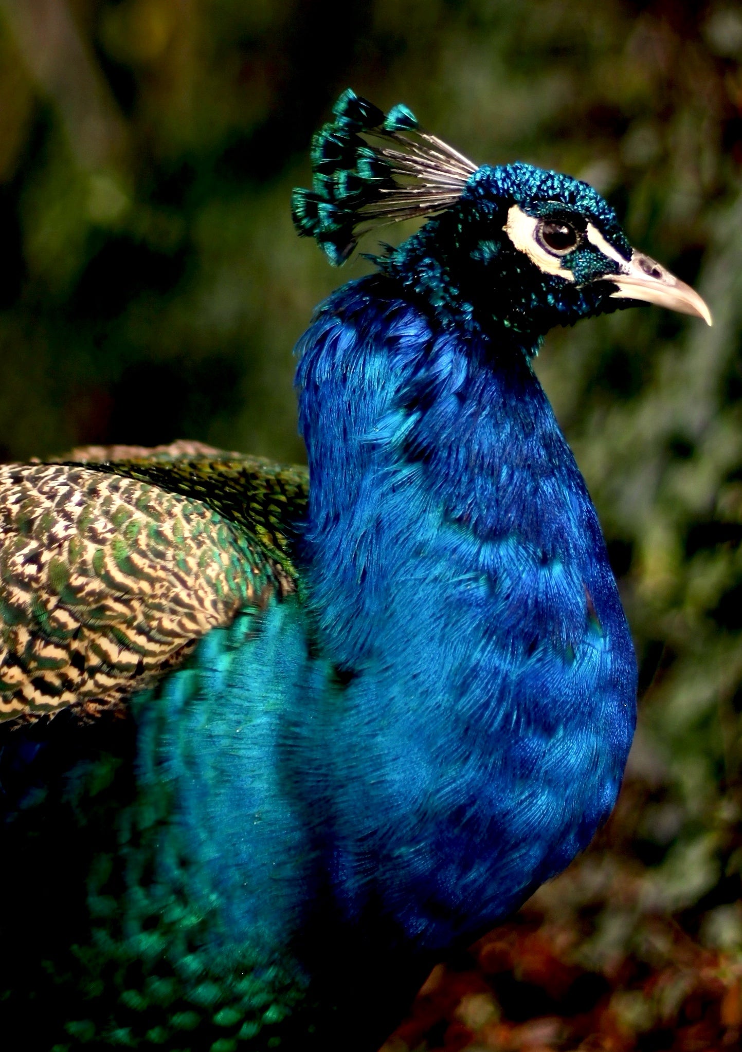 Iridescent Peacock Nº 1 • Fine Photography Print