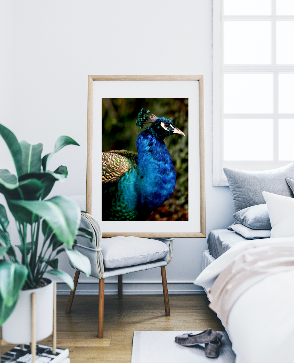 Iridescent Peacock Nº 1 • Fine Photography Print