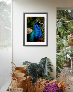 Iridescent Peacock Nº 1 • Fine Photography Print