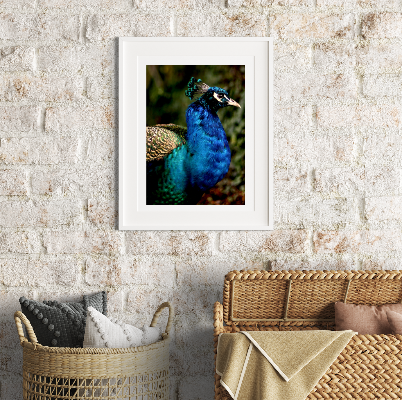 Iridescent Peacock Nº 1 • Fine Photography Print