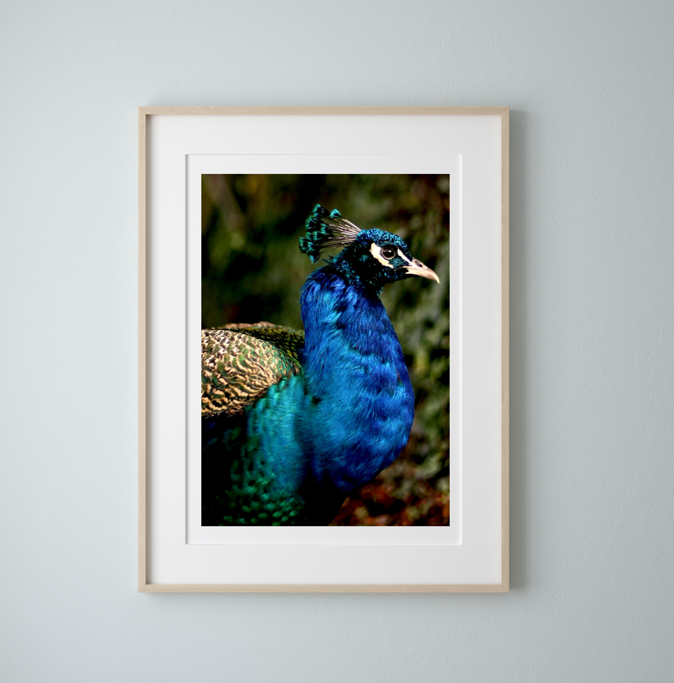 Iridescent Peacock Nº 1 • Fine Photography Print