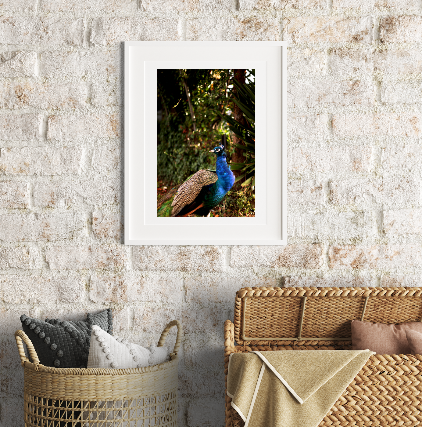 Iridescent Peacock Nº 2 • Fine Photography Print