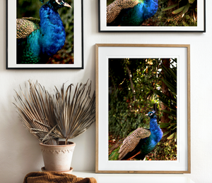 Iridescent Peacock Nº 2 • Fine Photography Print