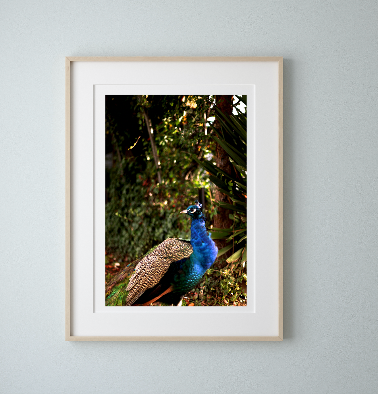 Iridescent Peacock Nº 2 • Fine Photography Print