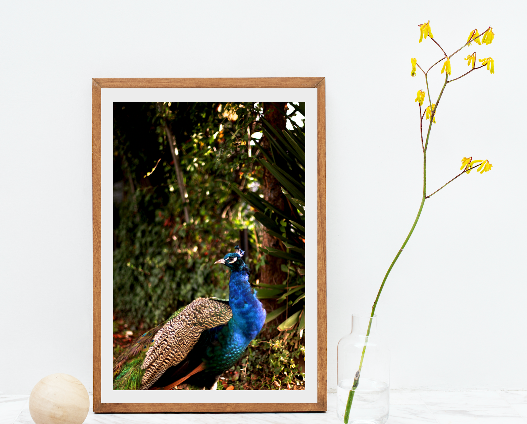 Iridescent Peacock Nº 2 • Fine Photography Print