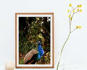 Iridescent Peacock Nº 2 • Fine Photography Print