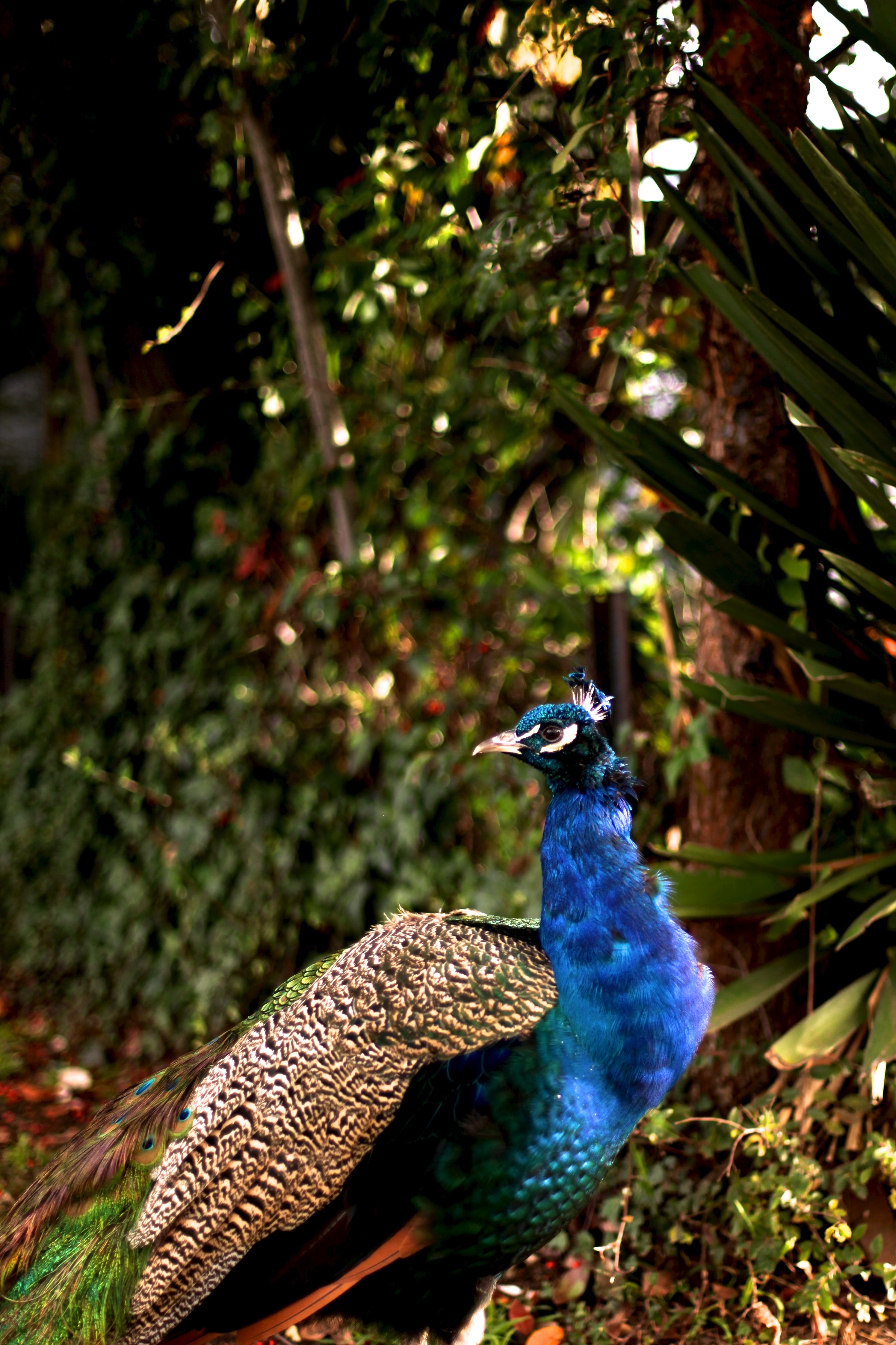 Iridescent Peacock Nº 2 • Fine Photography Print