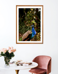 Iridescent Peacock Nº 2 • Fine Photography Print