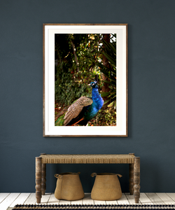 Iridescent Peacock Nº 2 • Fine Photography Print