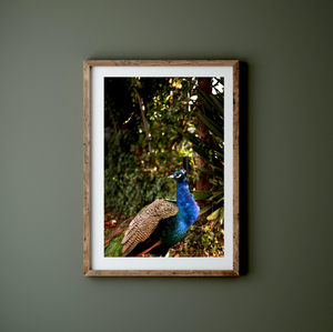 Iridescent Peacock Nº 2 • Fine Photography Print