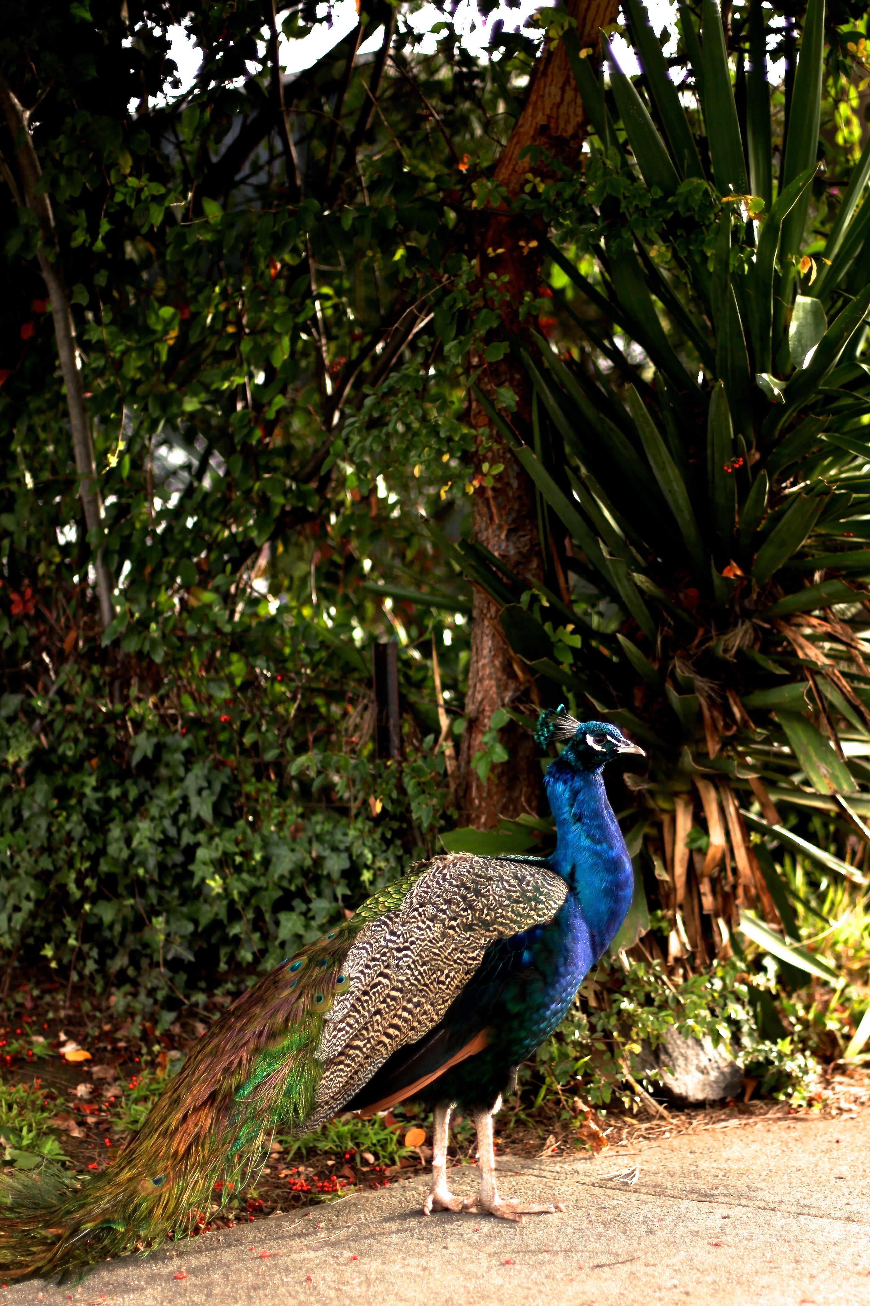 Iridescent Peacock Nº 9 & Nº 10 • Set of Two Fine Photography Prints