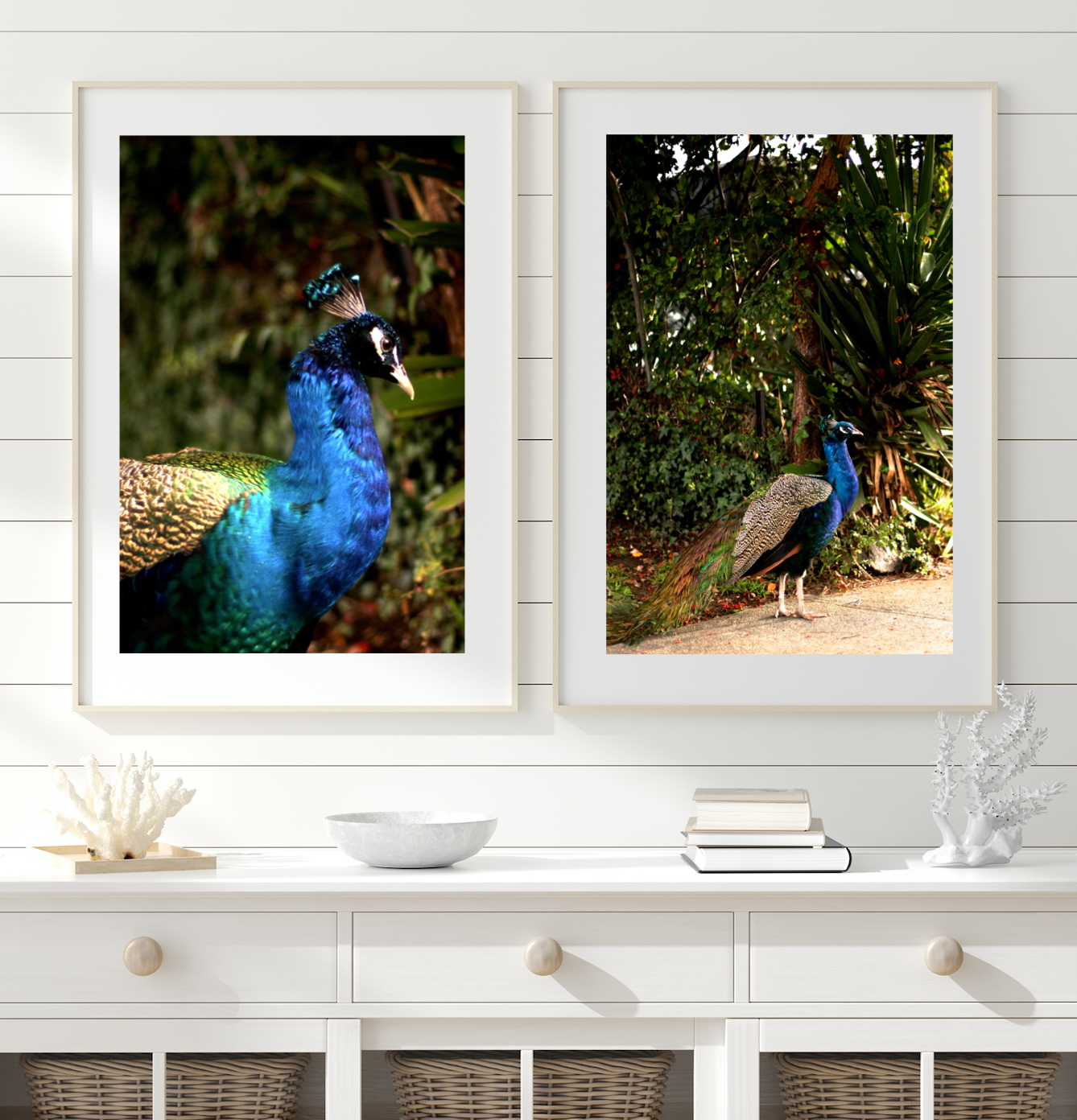 Iridescent Peacock Nº 9 & Nº 10 • Set of Two Fine Photography Prints