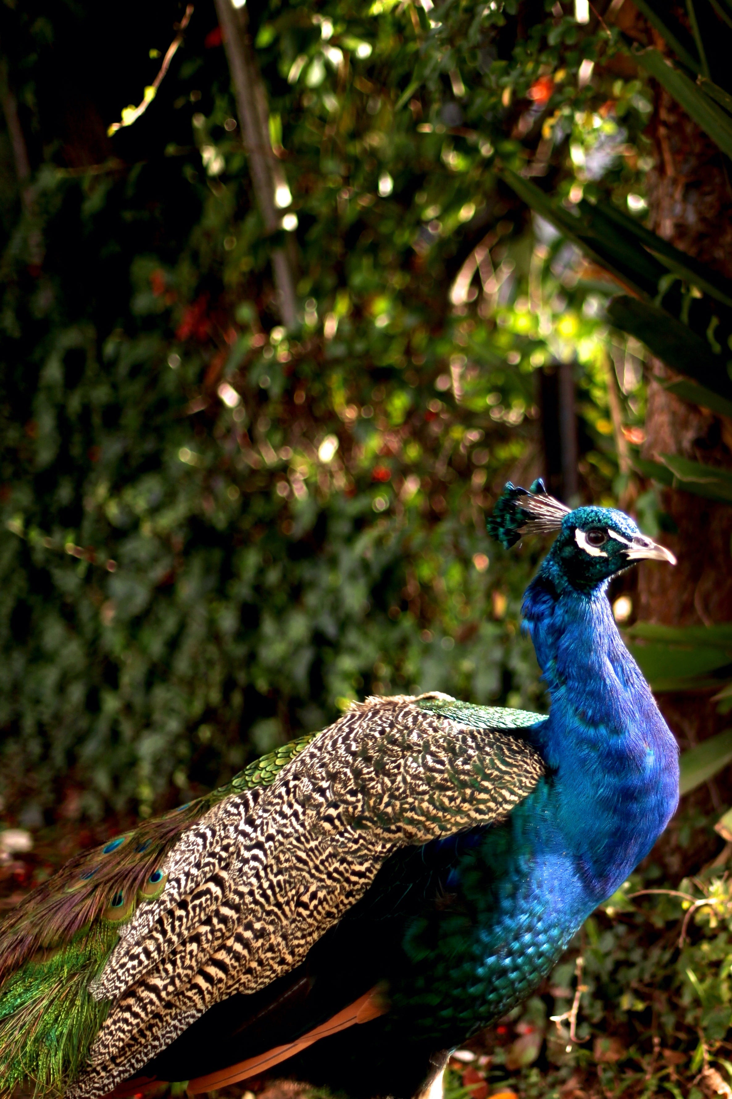 Iridescent Peacock Nº 6 & Nº 7 • Set of Two Fine Photography Prints