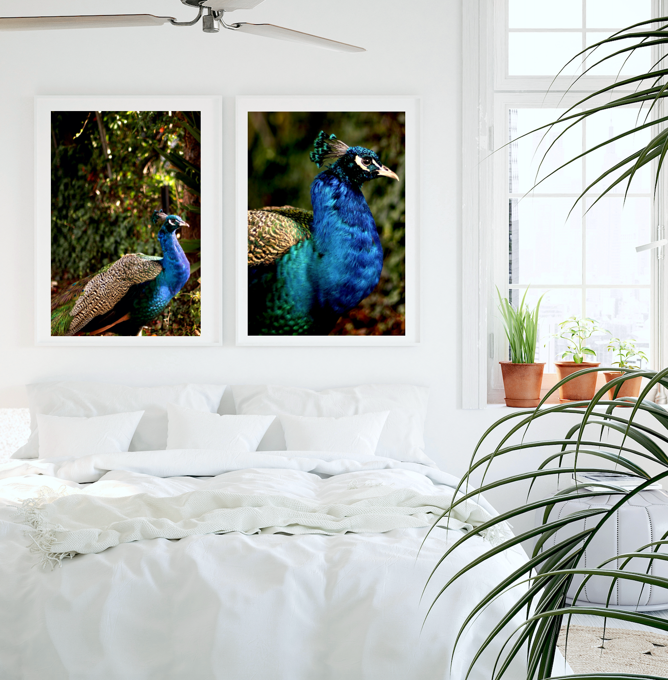 Iridescent Peacock Nº 6 & Nº 7 • Set of Two Fine Photography Prints