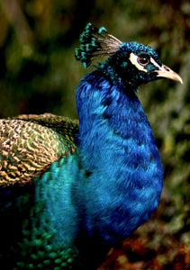 Iridescent Peacock Nº 6 & Nº 7 • Set of Two Fine Photography Prints