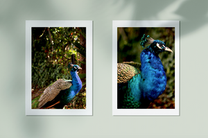 Iridescent Peacock Nº 6 & Nº 7 • Set of Two Fine Photography Prints