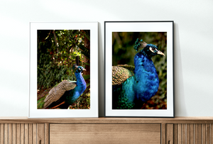 Iridescent Peacock Nº 6 & Nº 7 • Set of Two Fine Photography Prints