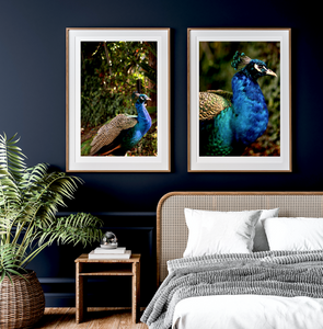 Iridescent Peacock Nº 6 & Nº 7 • Set of Two Fine Photography Prints