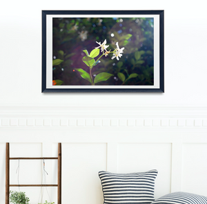 Jasmine Flowers in Bronte Gully • Bronte Beach Sydney Photography Print