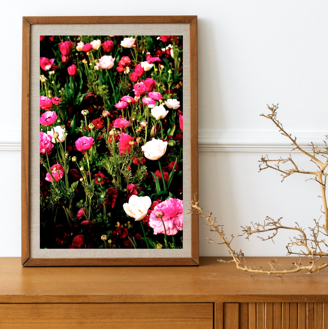 Bloom Wildly • Floriade, Canberra Tulip Photography Print