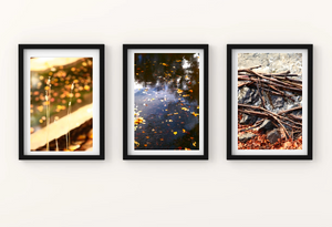 Autumn in Telopea Park • Set of Three Canberra Photography Prints