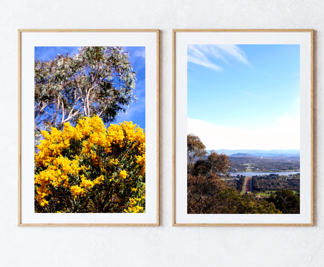 On Mt Ainslie • Golden Wattle • Set of Two Canberra Fine Photography Prints