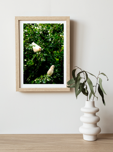 Little Corellas - Fine Art Print - Wildlife Bird Photography