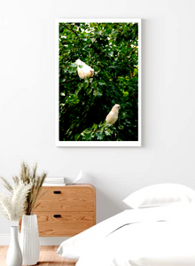 Little Corellas - Fine Art Print - Wildlife Bird Photography