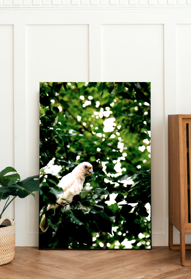 Little Corella • Fine Art Print • Australian Bird • Cockatoo