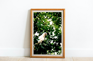 Little Corella • Fine Art Print • Australian Bird • Cockatoo