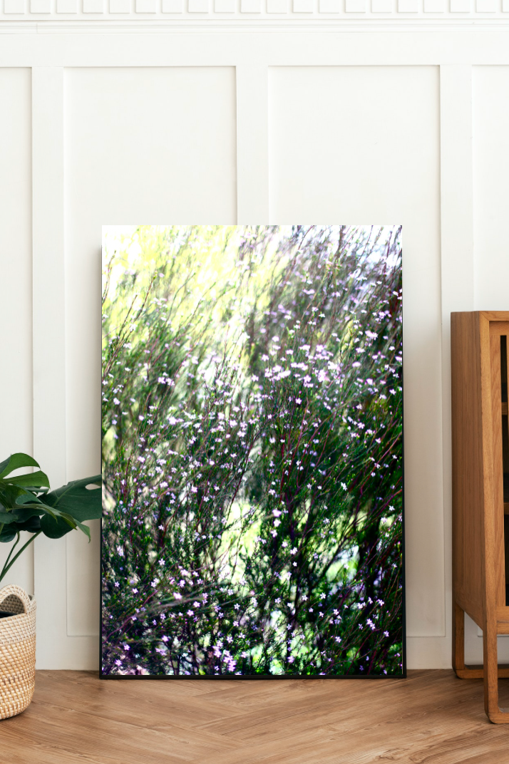 In The Wildflowers • Canberra Purple Diosma Flowers Fine Photography Print