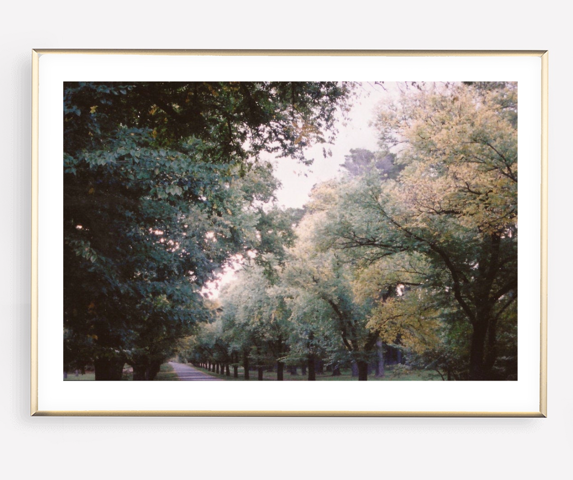 Dunrossil Drive • 35mm Film Photography Print • Yarralumla, Canberra, Australia