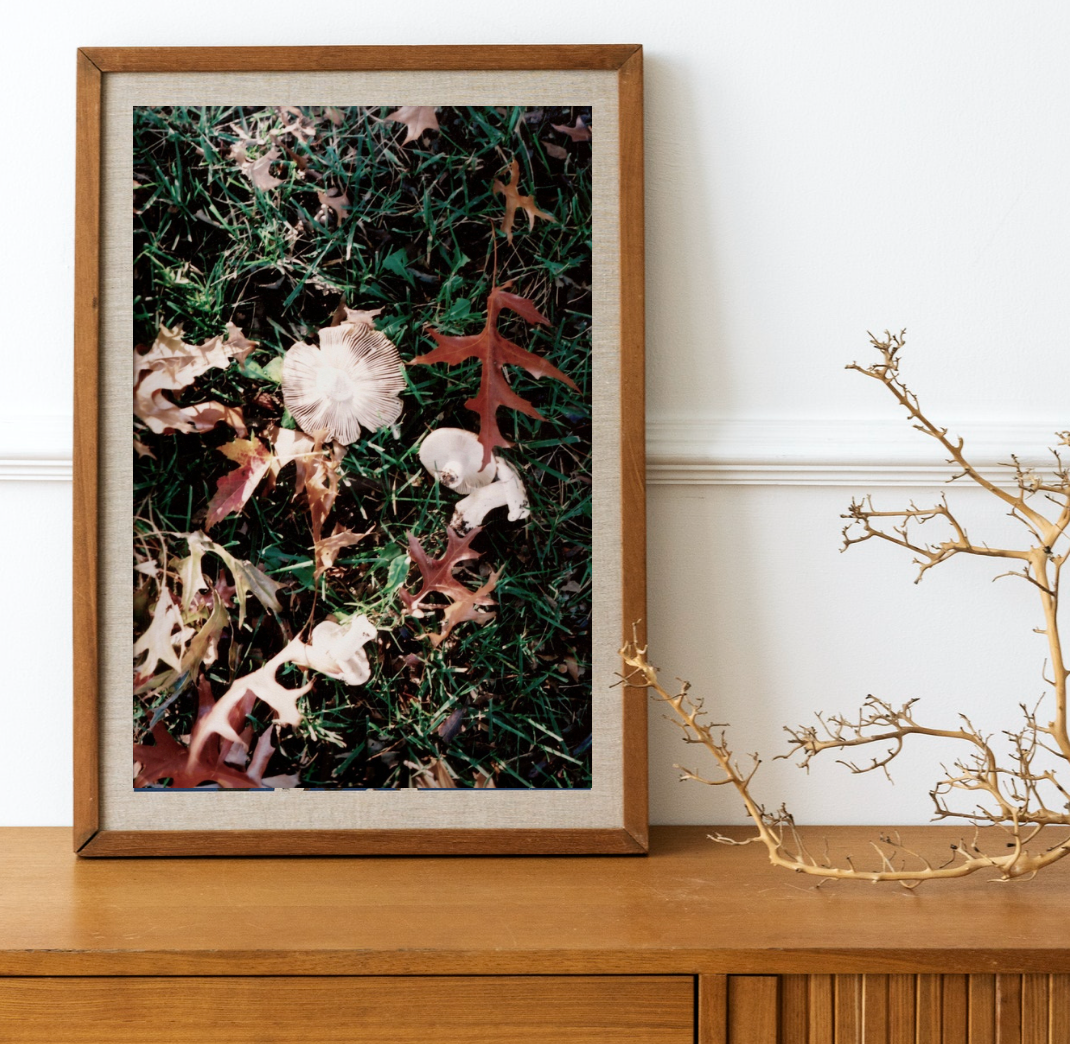 Forest Floor • Toadstool Mushroom 35mm Film Photography Print